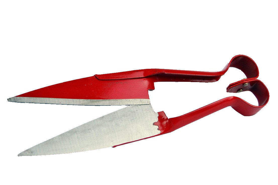 Sheep Shears 13''
